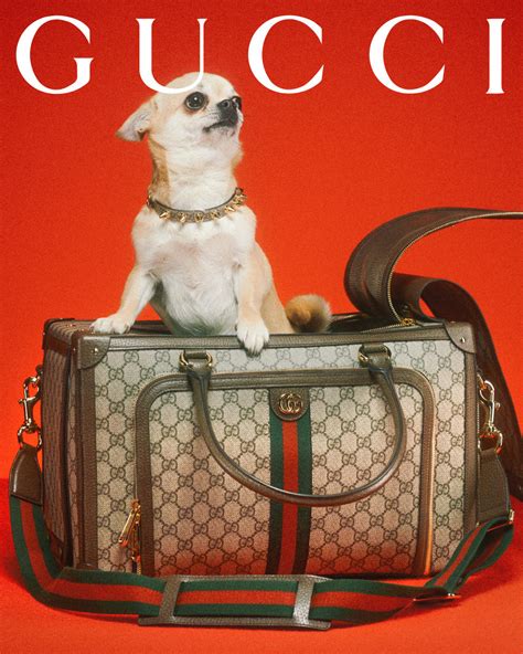 gucci pet transparant|gucci pet store.